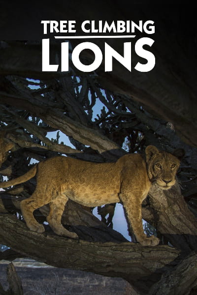 Tree Climbing Lions